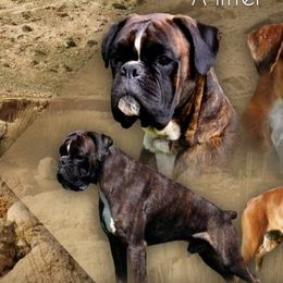 Boxers from Aphrodite Boxers Von Kesler Haus