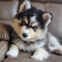 Miguel READY NOW - Black and white male Pomsky puppy in Spring City, Pennsylvania from Pomsky Power Puppies