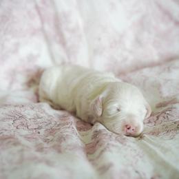 Sugar - Parti female Goldendoodle puppy in Vancouver, Washington from Blissful Doodles