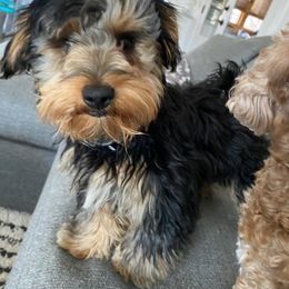 Assorted Doodle Crosses, Double Doodle, Maltipoo, Morkie, and Yorkipoo Puppies from Danza Bolo