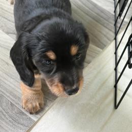 Mowgly - Black and tan male Dachshund puppy in Tampa, Florida from M&M Pups