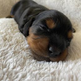 Dachshund Puppies from Desert Dachshunds
