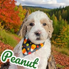 Peanut - Springerdoodle puppy from SpringerDoodles at the Beach
