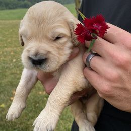 Edward - Golden Retriever puppy in Byron Center, Michigan from Little House on the Farmie