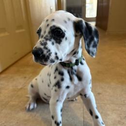 Big Rob - White and black male Dalmatian puppy in Fort Cavasos, Texas from Mainstreet Dalmation
