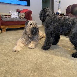 Bouvier des Flandres Puppies from Julie Smith