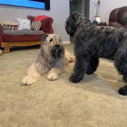 Bouvier des Flandres Puppies from Julie Smith