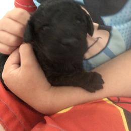 Poodle Puppies from D and D Standard Poodles