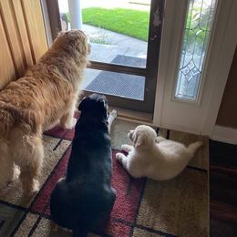 Golden Retriever Puppies from EP's Golden Retrievers