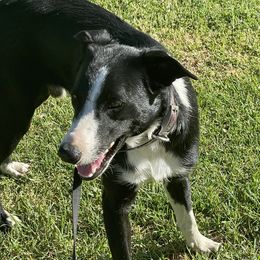 Brig - Border Collie