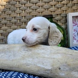 Tango - Cream male Dachshund puppy in Pocasset, Massachusetts from Dachs of the Bay