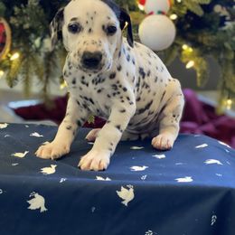 Girl 4 - Dalmatian puppy in Knoxville, Arkansas from K2 Dalmatians
