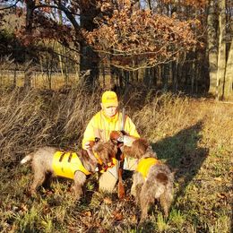Wirehaired Pointing Griffon Puppies from Leaping Dog Griffons
