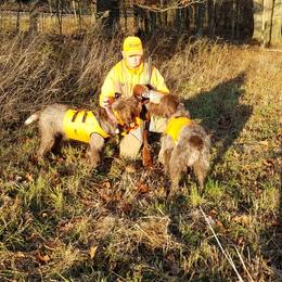 Wirehaired Pointing Griffon Puppies from Leaping Dog Griffons