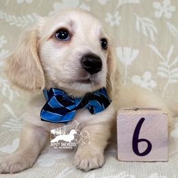 Milo AKC Long Hair - Cream male Dachshund puppy in South Easton, Massachusetts from Depot Dachsies
