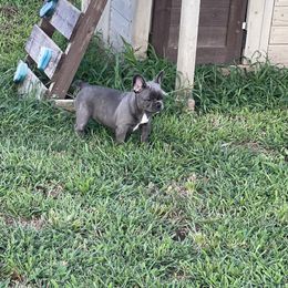 Pancake - Blue French Bulldog puppy in Wann, Oklahoma from OG’s Frenchies