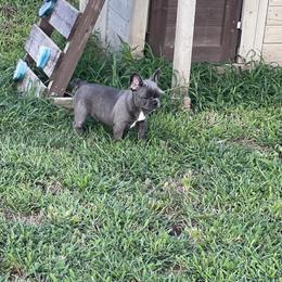 Pancake - Blue French Bulldog puppy in Wann, Oklahoma from OG’s Frenchies