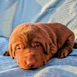 Dilute Retriever and Labrador Retriever Puppies from LC Hunting Labs, LLC.