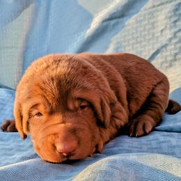 Dilute Retriever and Labrador Retriever Puppies from LC Hunting Labs, LLC.