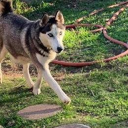 Siberian Husky All Grown Up from Great Warriors