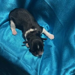 Boy 2 - Black and white male Havanese puppy in Running Springs, California from Shadycove K9