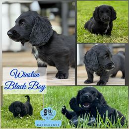 Winston - Black male Dachshund puppy in Meadville, Pennsylvania from Four Seasons Dachshunds