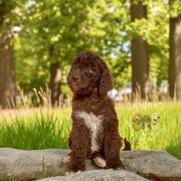 Tide - Chocolate female Goldendoodle puppy in Sterling, Connecticut from Justine’s Retrievers and Doodles