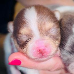 Minnie mouse - Chocolate and tan female Pomeranian puppy in Fayetteville, North Carolina from Tar-heel Poms