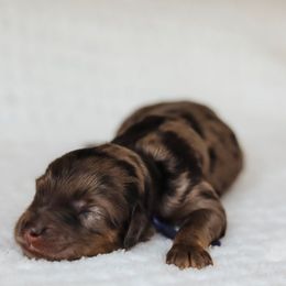 Pippin - Merle male Goldendoodle puppy in Holly Springs, Georgia from Libby Lou’s Goldendoodles