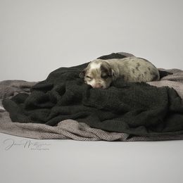 Border Collie Puppies from Air Capital Border Collies
