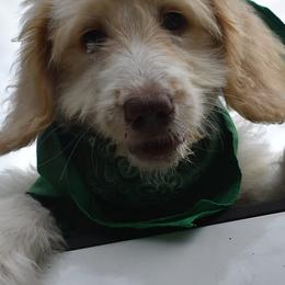 Golden Retrievers, Irish Setters, and Poodles from Plumcreek Acres