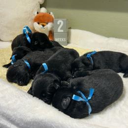 Hunter - Black male German Shepherd puppy in Stanardsville, Virginia from Majestic K9 LLC