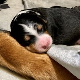 Bernedoodle and Bernese Mountain Dog Puppies from Darlin’s Doodles