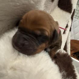 Fuchsia - Rd whtn blk nose female Rhodesian Ridgeback puppy in Cuyahoga Falls, Ohio from Fisher’s Rhodesian Ridgebacks