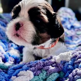 Fred - Brindle and white male Cavatzu puppy in Saint Paul, Minnesota from Amy’s Puppy Tzu