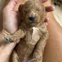 Buddy - Red male Cavapoo puppy in Aiken, South Carolina from Cavapoos of the Carolinas