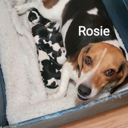 Rosie - Beagle