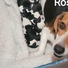 Rosie - Beagle