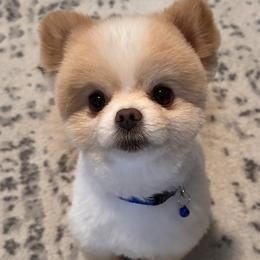 Pomeranians from Pawfect Poms