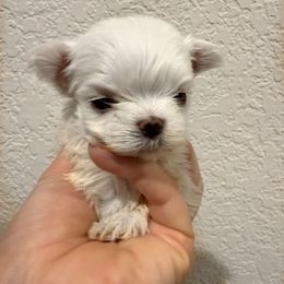 Girl tiny - White female Maltese puppy in California from Yorkie & Maltese Royalty