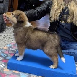 Scottish Collie Puppies from Sundance Scottish-Colleys