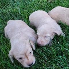 Dachshunds from Family Farm Raised Cream Miniature Dashounds