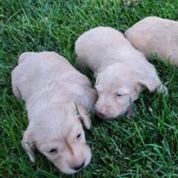 Dachshunds from Family Farm Raised Cream Miniature Dashounds