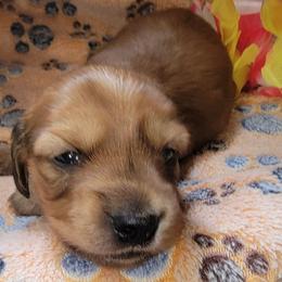 Sunny Boy - Red male Dachshund puppy in Terlton, Oklahoma from CLARK'S BREEDING PROGRAM