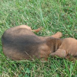 Redbone Coonhounds from Carolyn's Coonhounds