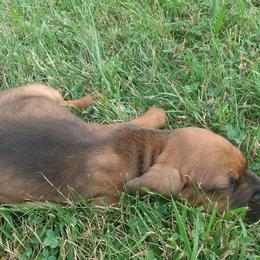 Redbone Coonhounds from Carolyn's Coonhounds