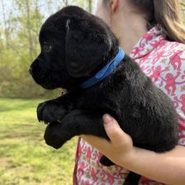 Blue - Black male Labrador Retriever puppy in Ruth, Mississippi from Red White & True Labradors