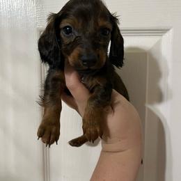 Pancake - Sable male Dachshund puppy in Springfield, Tennessee from Savannah’s Doxie Palace
