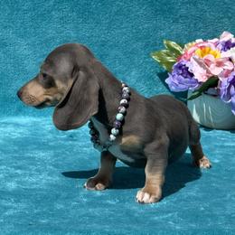 Stella - Gray (blue) and cream female Dachshund puppy in Lincoln, Arkansas from Red Dirt Dachshunds