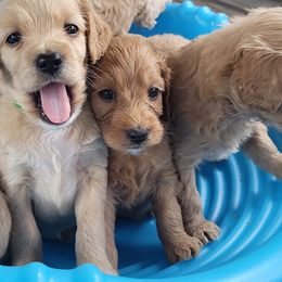 Double Doodles from Snug-a-Doodles